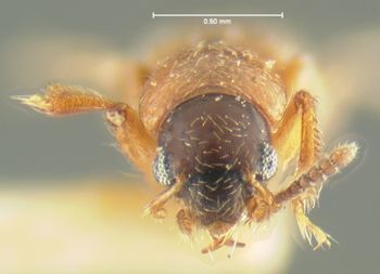 Media type: image;   Entomology 24060 Aspect: head frontal view
